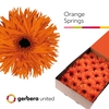 GE GS Orange Springs