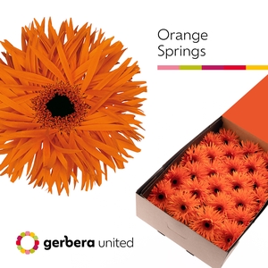 Gerbera Spider Orange Springs Doos