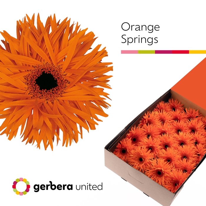 Gerbera Spider Orange Springs Doos