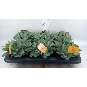 Senecio cephal. 'Mountain Fire'