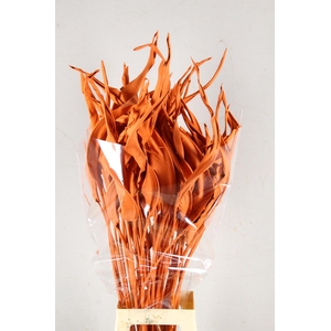 DF Strelitzia Leaf Orange