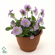 Viola Cornuta Grp Callisto F1 Pink wing