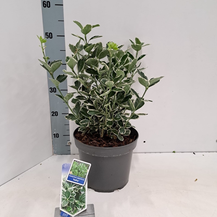 <h4>Euonymus japon. 'Kathy'</h4>