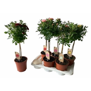 ROSA ST OV