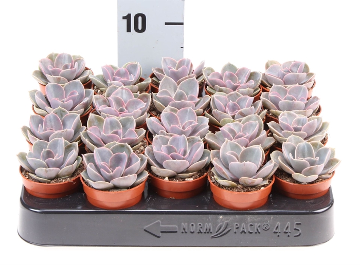 <h4>Echeveria  'Perle von Nurnberg'</h4>