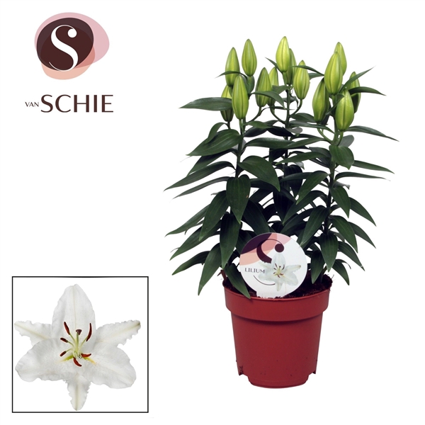 <h4>Lilium Or Oxygen 17cm</h4>