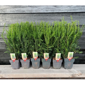 Taxus media 'Groenland' P17