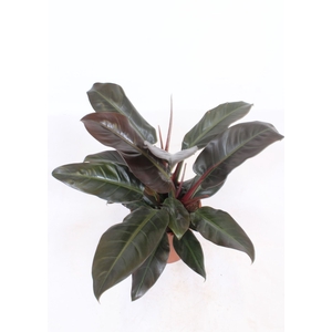 Philodendron Imperial Red