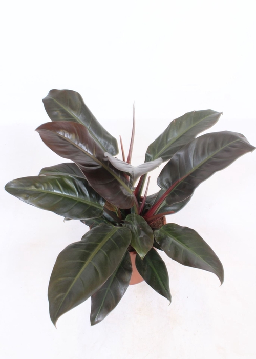 <h4>Philodendron Imperial Red</h4>