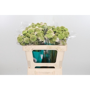 Scab At F Va B Scoop