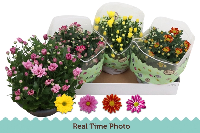 <h4>CHRYS GEM 4 KL</h4>