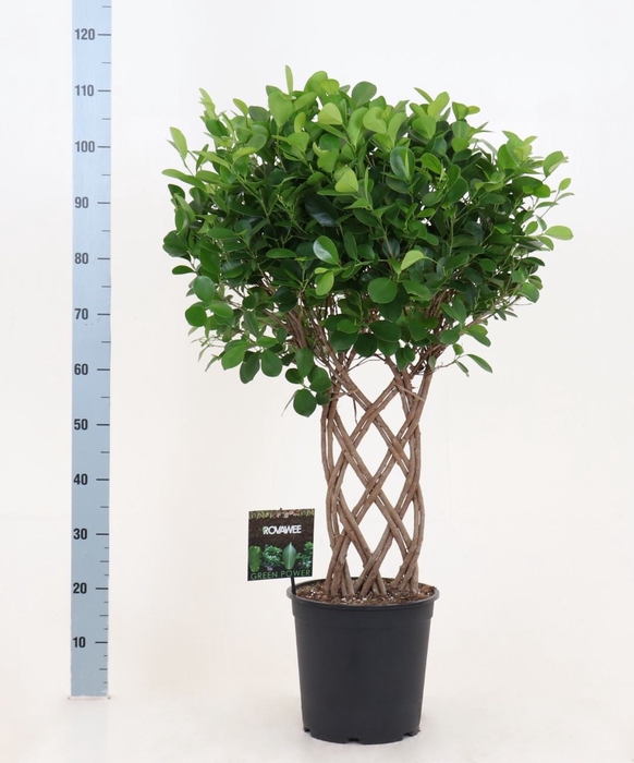 Ficus microcarpa 'Moclame'