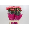 Dianthus St Cheerio