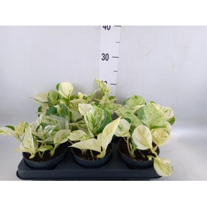 Epipremnum pinn. 'Happy Leaf'