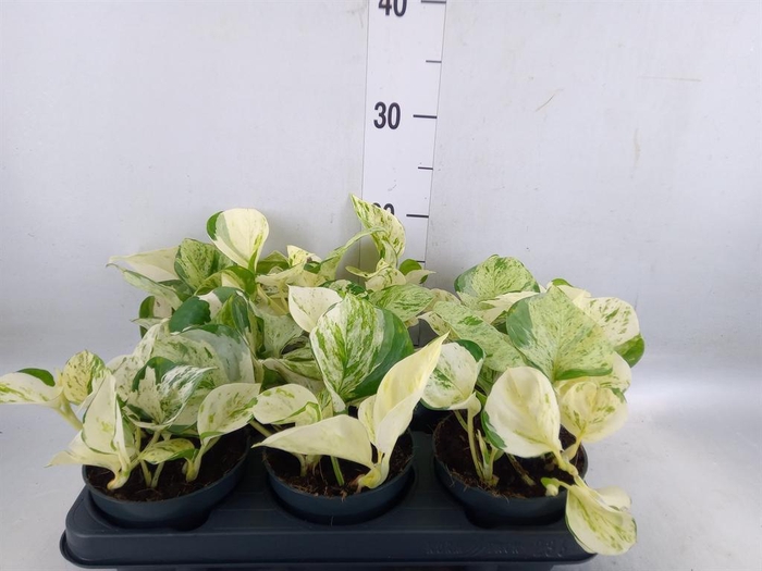 <h4>Epipremnum pinn. 'Happy Leaf'</h4>