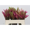 Nerine Mix
