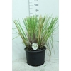Cortaderia Selloana Junior