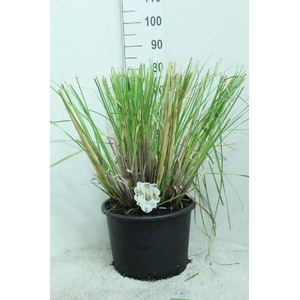 Cortaderia Selloana Junior