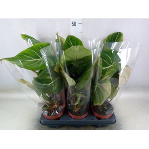 Philodendron gloriosum