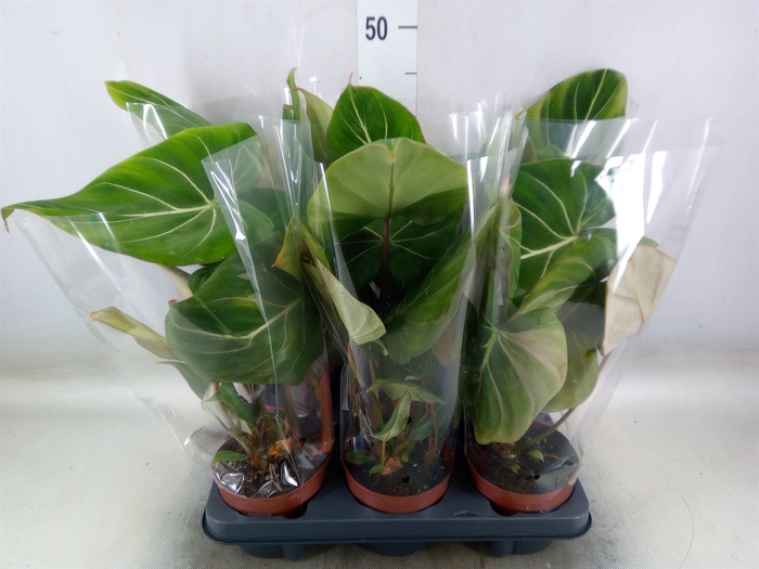 <h4>Philodendron gloriosum</h4>