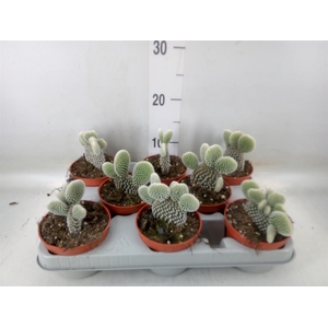 Opuntia microdasys 'Albispina'