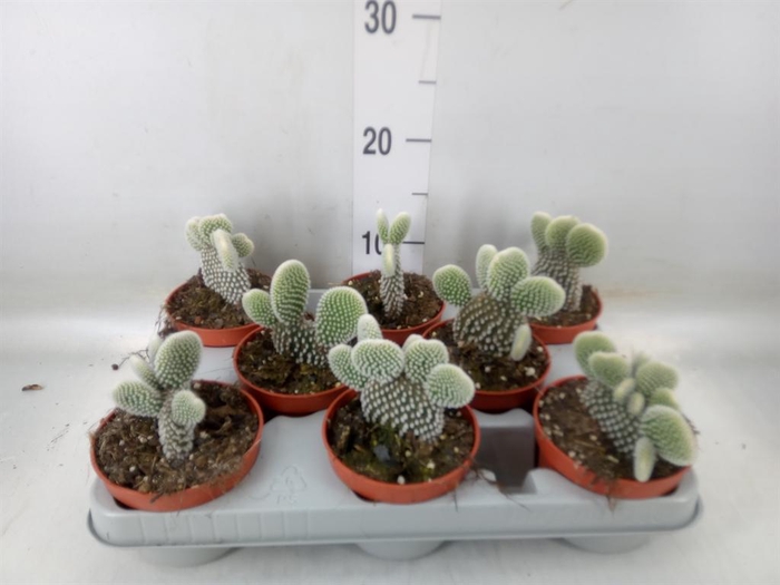 <h4>Opuntia microdasys 'Albispina'</h4>