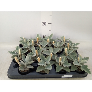 Kalanchoe NF beharensis