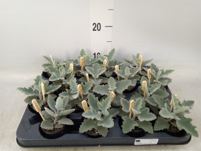 <h4>Kalanchoe NF beharensis</h4>