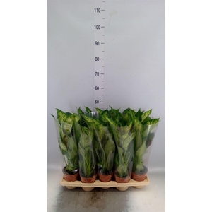 Dieffenbachia  'Compacta'