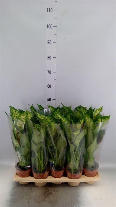 <h4>Dieffenbachia  'Compacta'</h4>