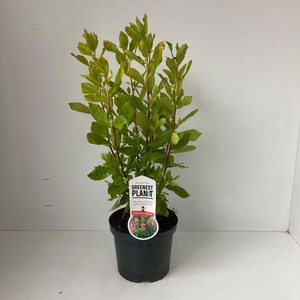 Clethra alnifolia