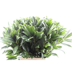 Deco Gr Prunus Blad (80cm)