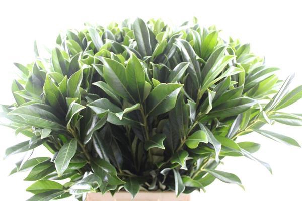 <h4>Deco Gr Prunus Blad (80cm)</h4>