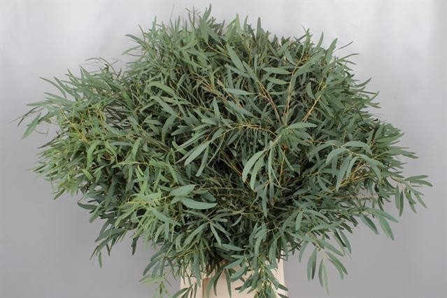 <h4>EUC. NICOLII(DOMENICHINA) 300GR</h4>