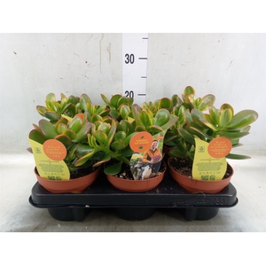 Crassula ovata 'Sunset'