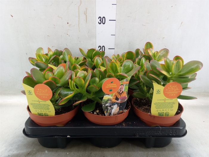 <h4>Crassula ovata 'Sunset'</h4>