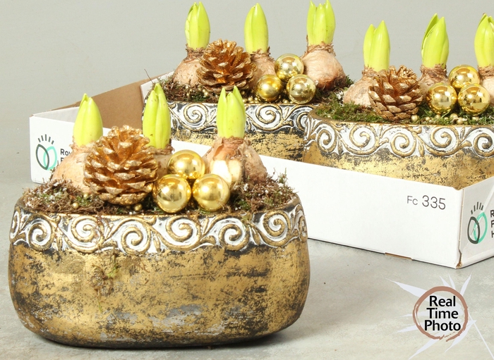 <h4>ARR HYACINTH</h4>