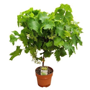 Vitis Vinifera Moscatel Stem - 1153