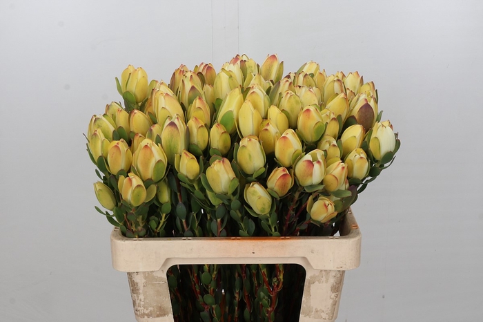 <h4>Leucadendron Disc. Lady M. spray</h4>