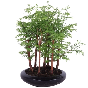 Outdoor Bonsai Metasequoia forest ø18cm flat round ceramic