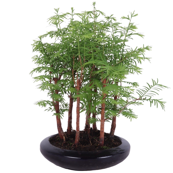 <h4>Outdoor Bonsai Metasequoia forest ø18cm flat round ceramic</h4>