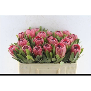 PROTEA RED ICE