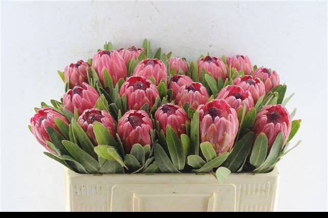 <h4>PROTEA RED ICE</h4>