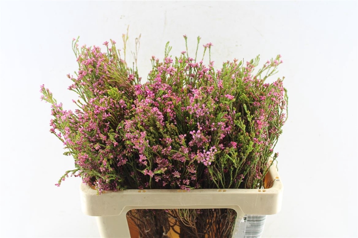 <h4>Kaaps Erica Pink</h4>