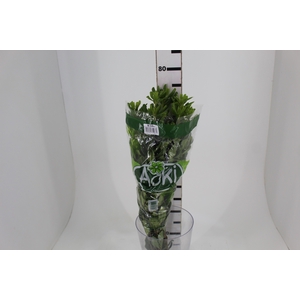 FOLH PIT. VERDE 070 CM