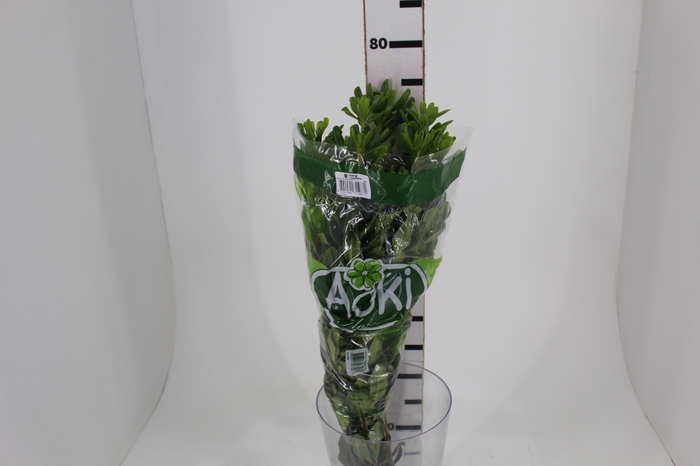 <h4>FOLH PIT. VERDE 070 CM</h4>