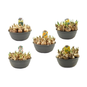 Narcis in 27cm schaal, mix per laag