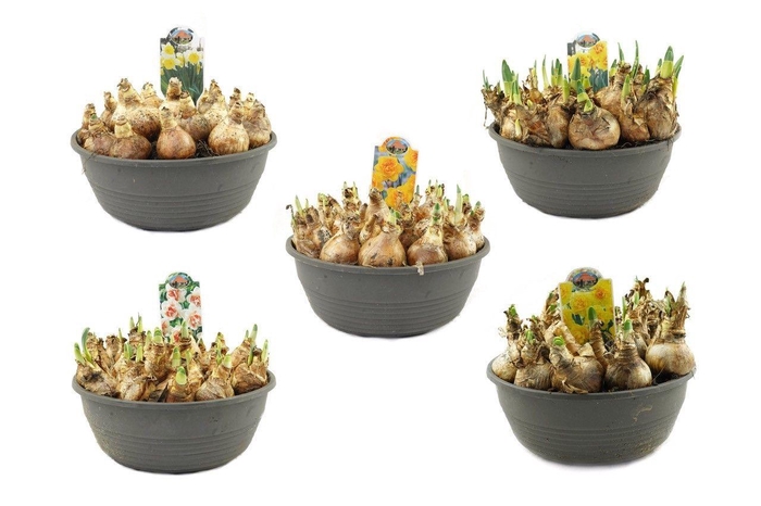 <h4>Narcis in 27cm schaal, mix per laag</h4>