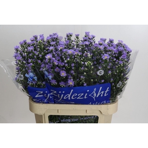 Aster 'Cassandra'