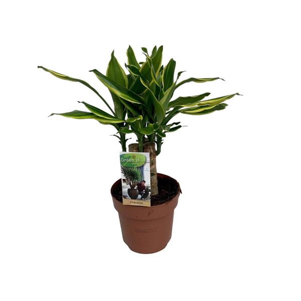 <h4>Dracaena Golden Coast carroussel</h4>
